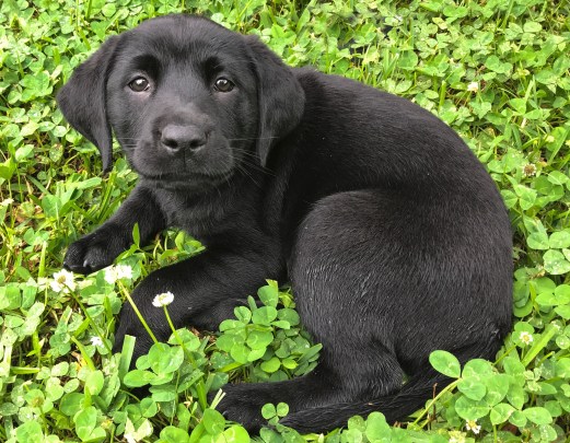 Daisy in the clover edited